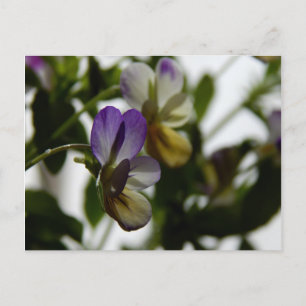 Viola Postkarte