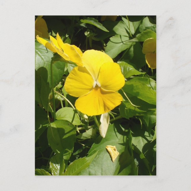 Viola 'Swiss Giant Yellow' Postkarte (Vorderseite)