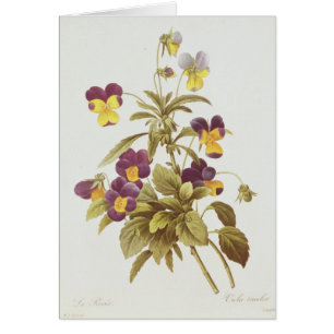 Viola Tricolour