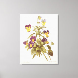 Viola Tricolour Leinwanddruck