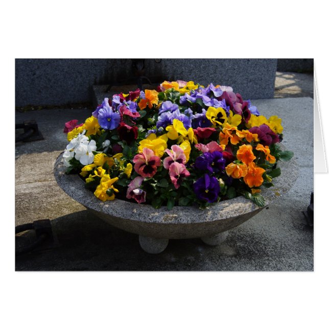 Viola witjana (Vorderseite (Horizontal))