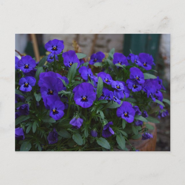 Viola witjana postkarte (Vorderseite)