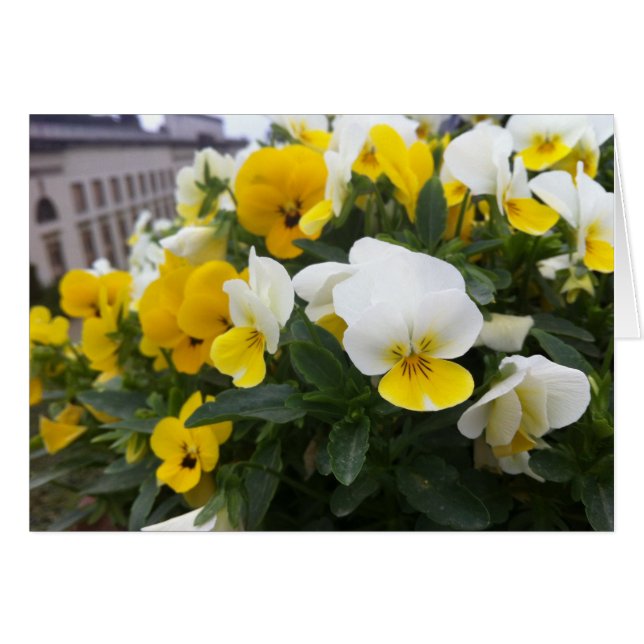 Violas im Garten der Villa di Poggio a Caiano (Vorderseite (Horizontal))