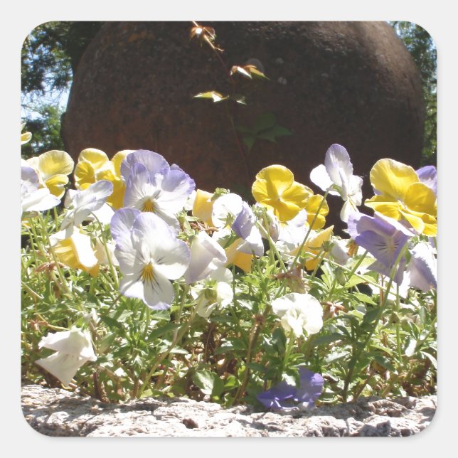 Violas in einem Steintrog. Quadratischer Aufkleber (Vorderseite)