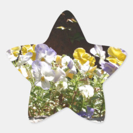 Violas in einem Steintrog. Stern-Aufkleber