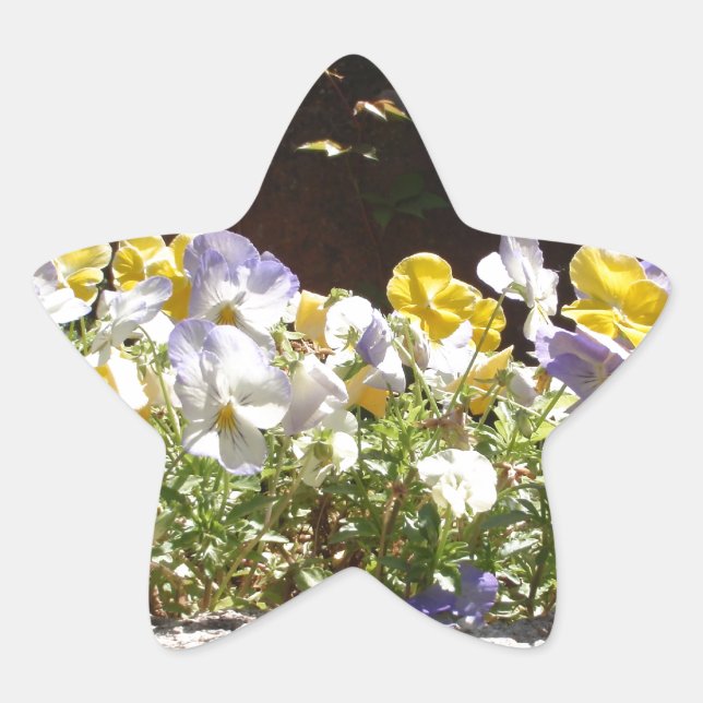 Violas in einem Steintrog. Stern-Aufkleber (Vorderseite)