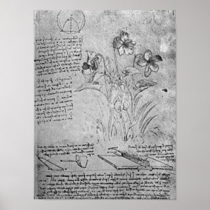 Violas-Studien Poster