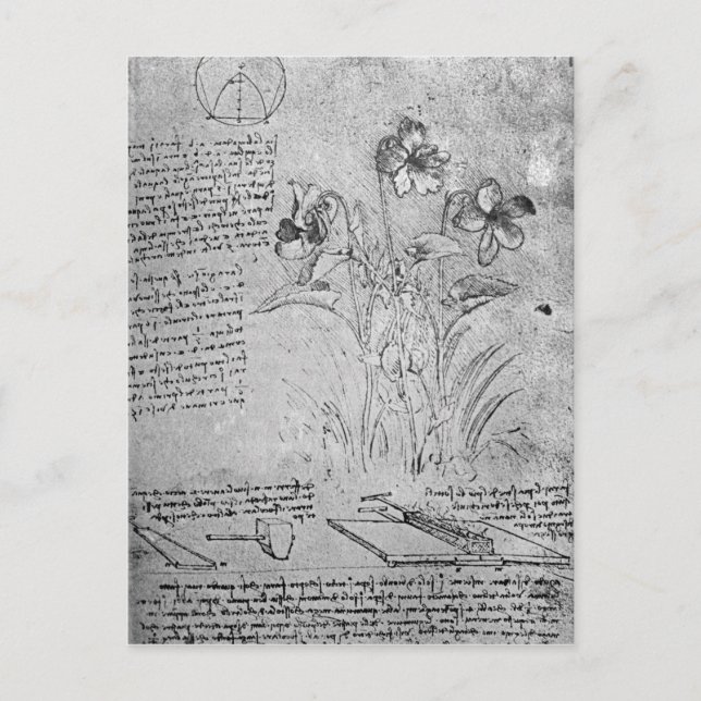 Violas-Studien Postkarte (Vorderseite)