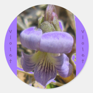 Violet #1 Stickers