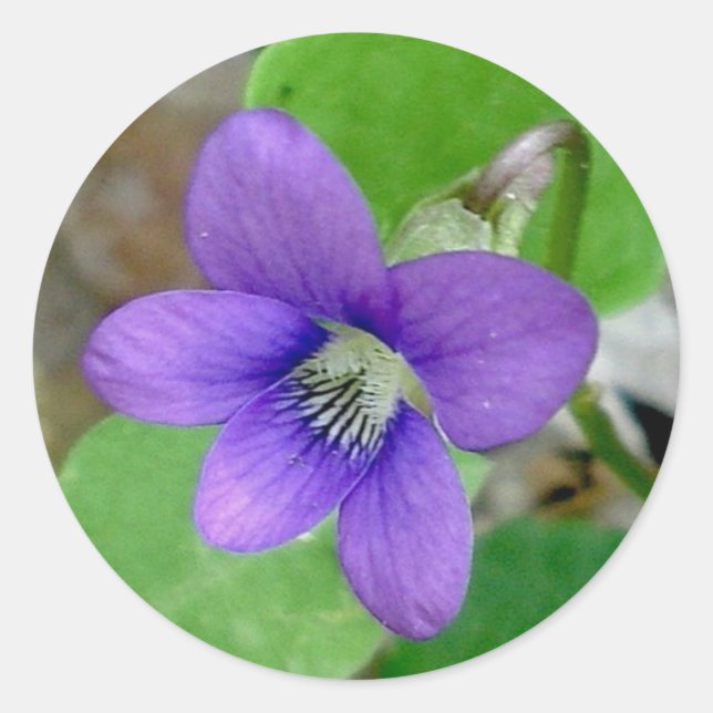 Violet-Aufkleber Runder Aufkleber (Vorderseite)