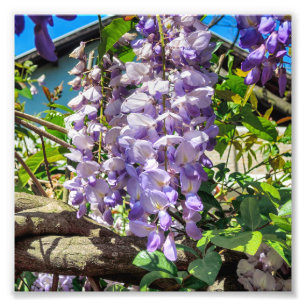 Violet Blume Wisteria Fotodruck