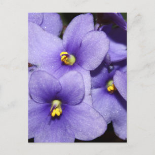 Violet Boquet Postkarte