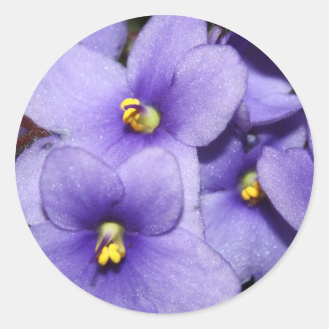 Violet Boquet Runder Aufkleber (Vorderseite)