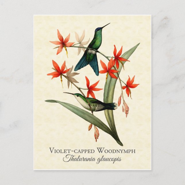 Violet Capped Wood Nymph Hummingbird Art Postcard Postkarte (Vorderseite)