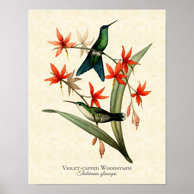 Violet Capped Wood Nymph Hummingbird Art Print Poster (Vorne)