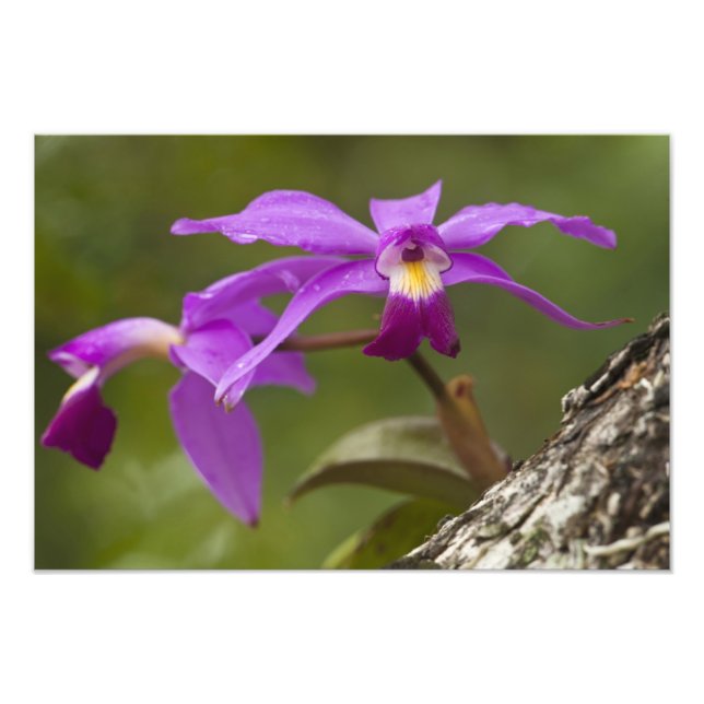 Violet Cattleya Orchid Cattleya violacea) Fotodruck (Vorne)
