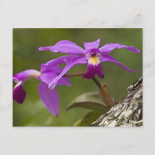 Violet Cattleya Orchid Cattleya violacea) Postkarte