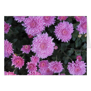 Violet Chrysanthema