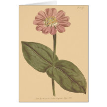 Violet Colored Zinnia Illustration