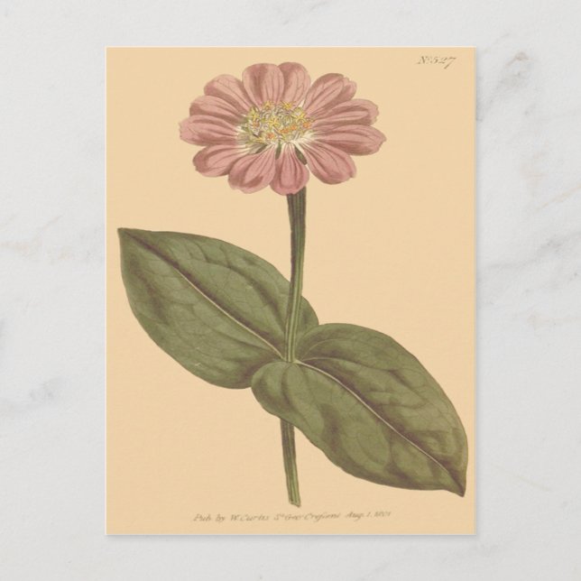 Violet Colored Zinnia Illustration Postkarte (Vorderseite)