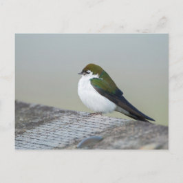Violet Grüne Schlucht Postkarte