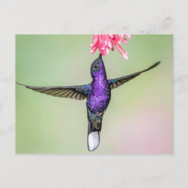 Violet Hummingbird im Flug Postkarte
