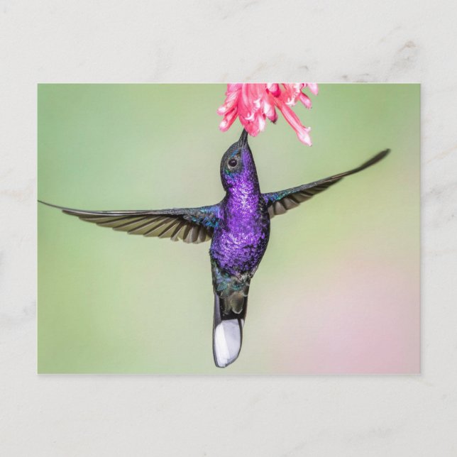 Violet Hummingbird im Flug Postkarte (Vorderseite)