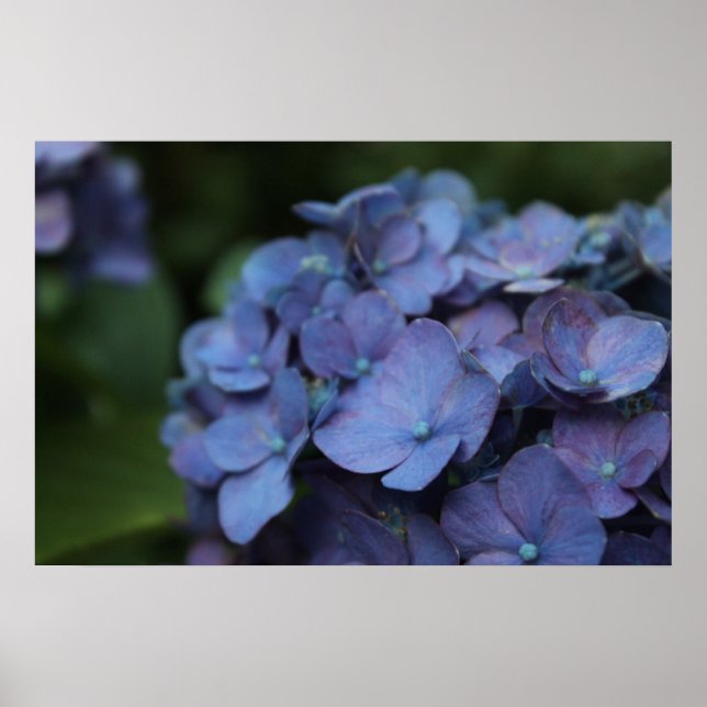 Violet in Twilight Poster (Vorne)