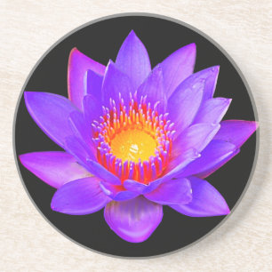 Violet Lotus Blume auf schwarz Getränkeuntersetzer