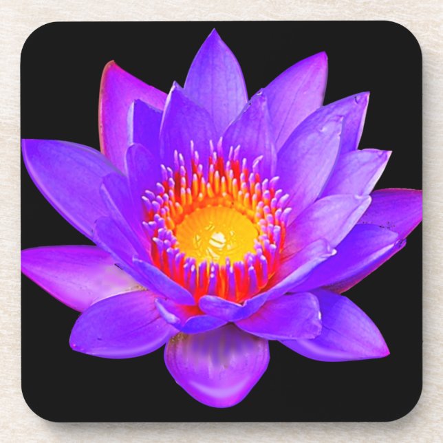 Violet Lotus Blume auf schwarz Getränkeuntersetzer (Vorderseite)