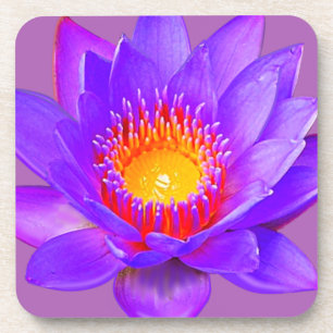 Violet Lotus Blume Getränkeuntersetzer