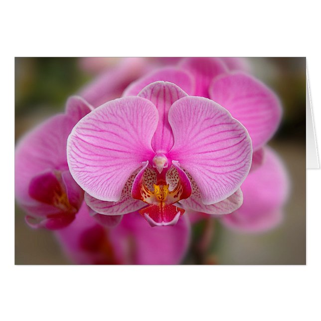 Violet Orchids (Vorderseite (Horizontal))