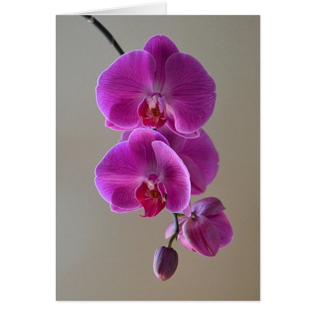 Violet Phalaenopsis Orchid Card (Vorne)