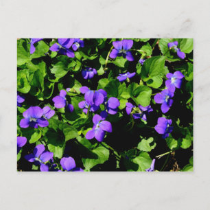 Violet Postkarte