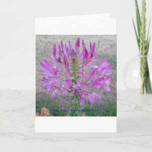 Violet Queen Cleome Karte