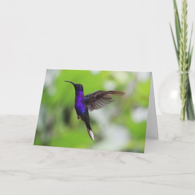 Violet Sabrewing Hummingbird Card Karte (Vorderseite)