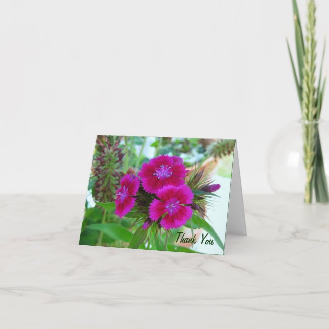 Violet Sweet Williams - Blumennotecard Dankeskarte (Vorderseite)