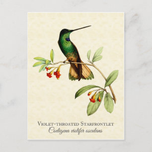Violet Throated Hummingbird Vintag Art Postkarte