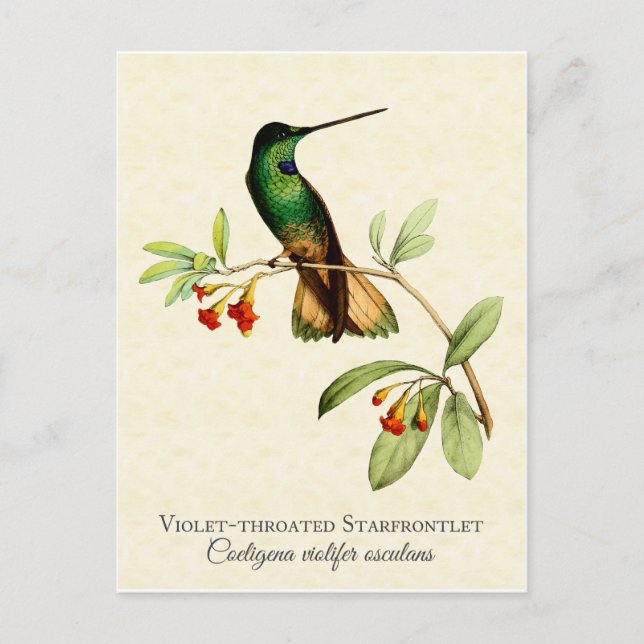 Violet Throated Hummingbird Vintag Art Postkarte (Vorderseite)