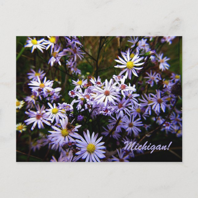 Violet Wild Aster Postkarte (Vorderseite)