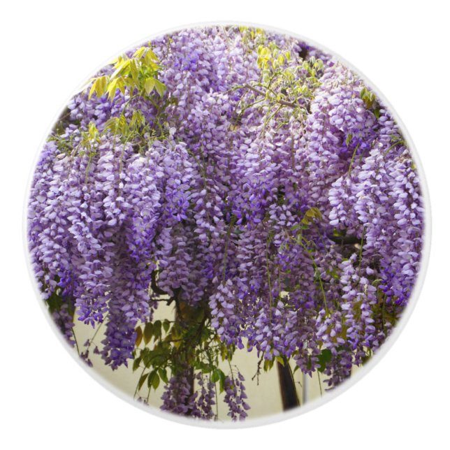 Violet Wisteria Blume Keramikknauf (Vorderseite)