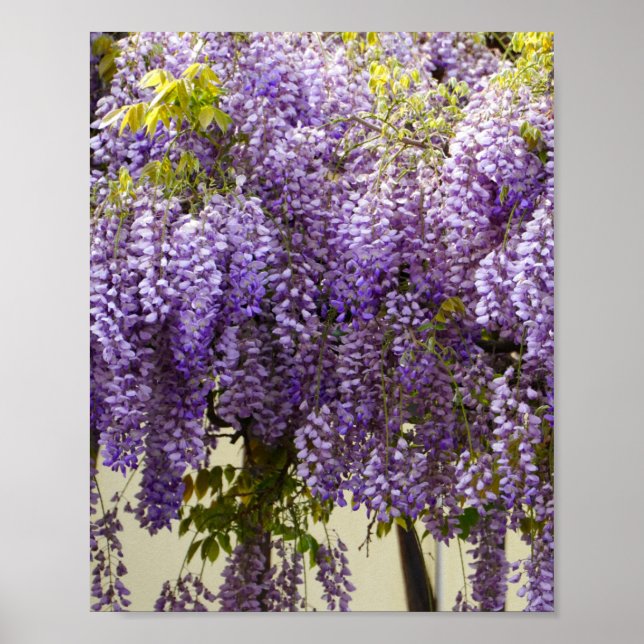 Violet Wisteria Blume Poster (Vorne)
