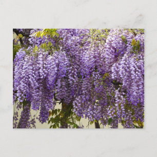Violet Wisteria Blume Postkarte