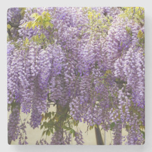 Violet Wisteria Blume Steinuntersetzer