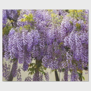 Violet Wisteria Geschenkpapier