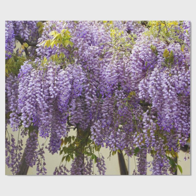 Violet Wisteria Geschenkpapier (Flach)
