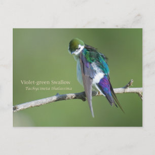 Violetgrün Schlucken Postkarte