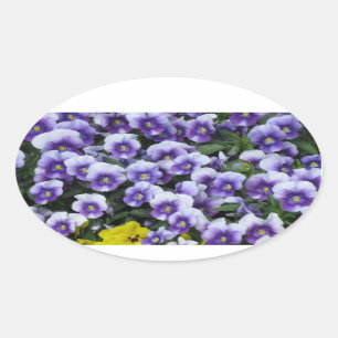 Violetsticker Ovaler Aufkleber