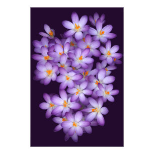 Violett-Blume Fotodruck