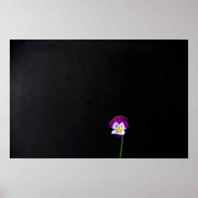 Violett Blume wapcn Poster (Vorne)
